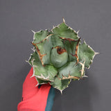 【ベアルート】アガベ 姫厳龍 EC288