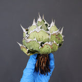 【DRAGON AGAVE】アガベ 極品 老熊姫厳龍 EC1166