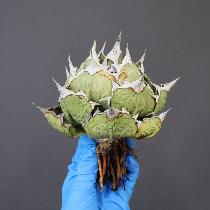 【DRAGON AGAVE】アガベ 極品 老熊姫厳龍 EC1166