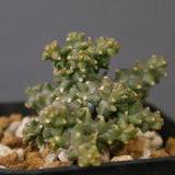 E.プラニセプス10