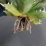 【ベアルート】アガベ 姫厳龍 EC288