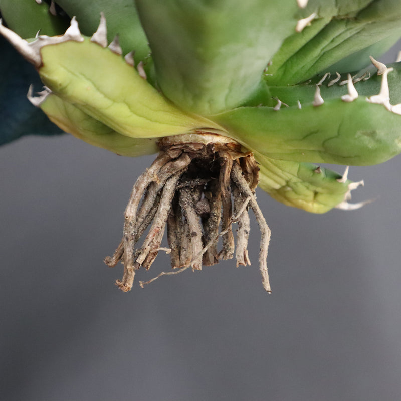 【ベアルート】アガベ 姫厳龍 EC288