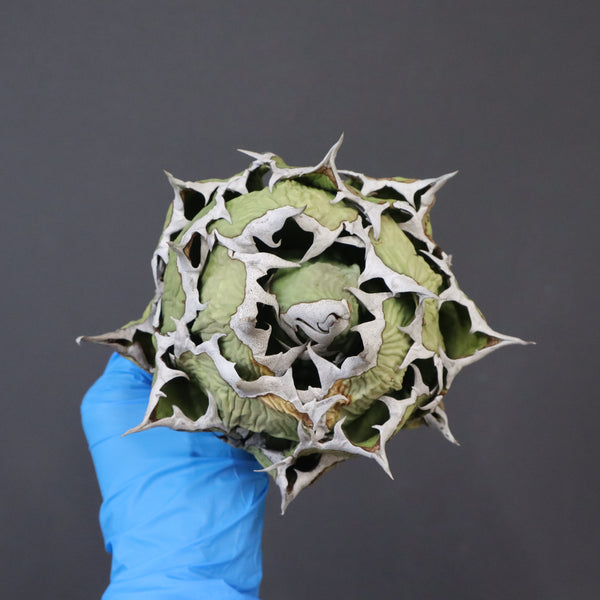 【DRAGON AGAVE】アガベ 極品 老熊姫厳龍 EC1166