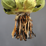 【DRAGON AGAVE】アガベ 極品 老熊姫厳龍 EC1166