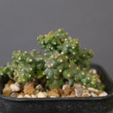 E.プラニセプス10