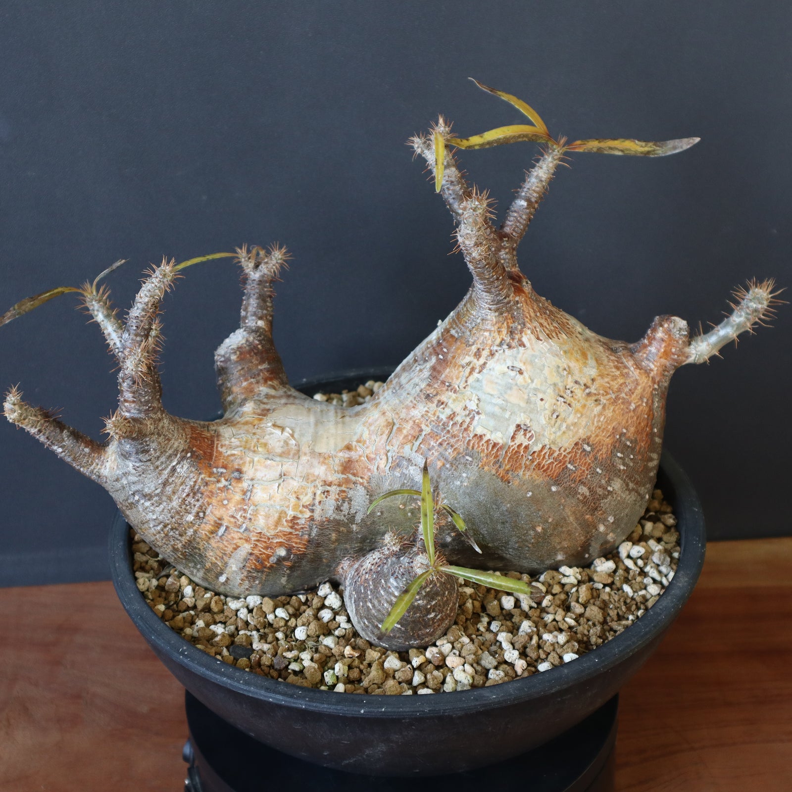 P.グラキリス 1257 – TaiShoDo ONLINE SHOP