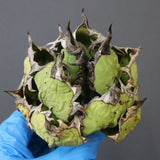 【DRAGON AGAVE】アガベ 極品 老熊姫厳龍 EC1157