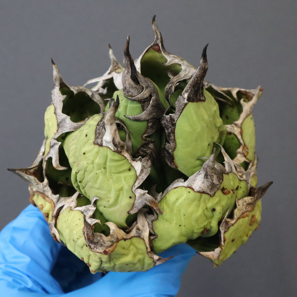 【DRAGON AGAVE】アガベ 極品 老熊姫厳龍 EC1157