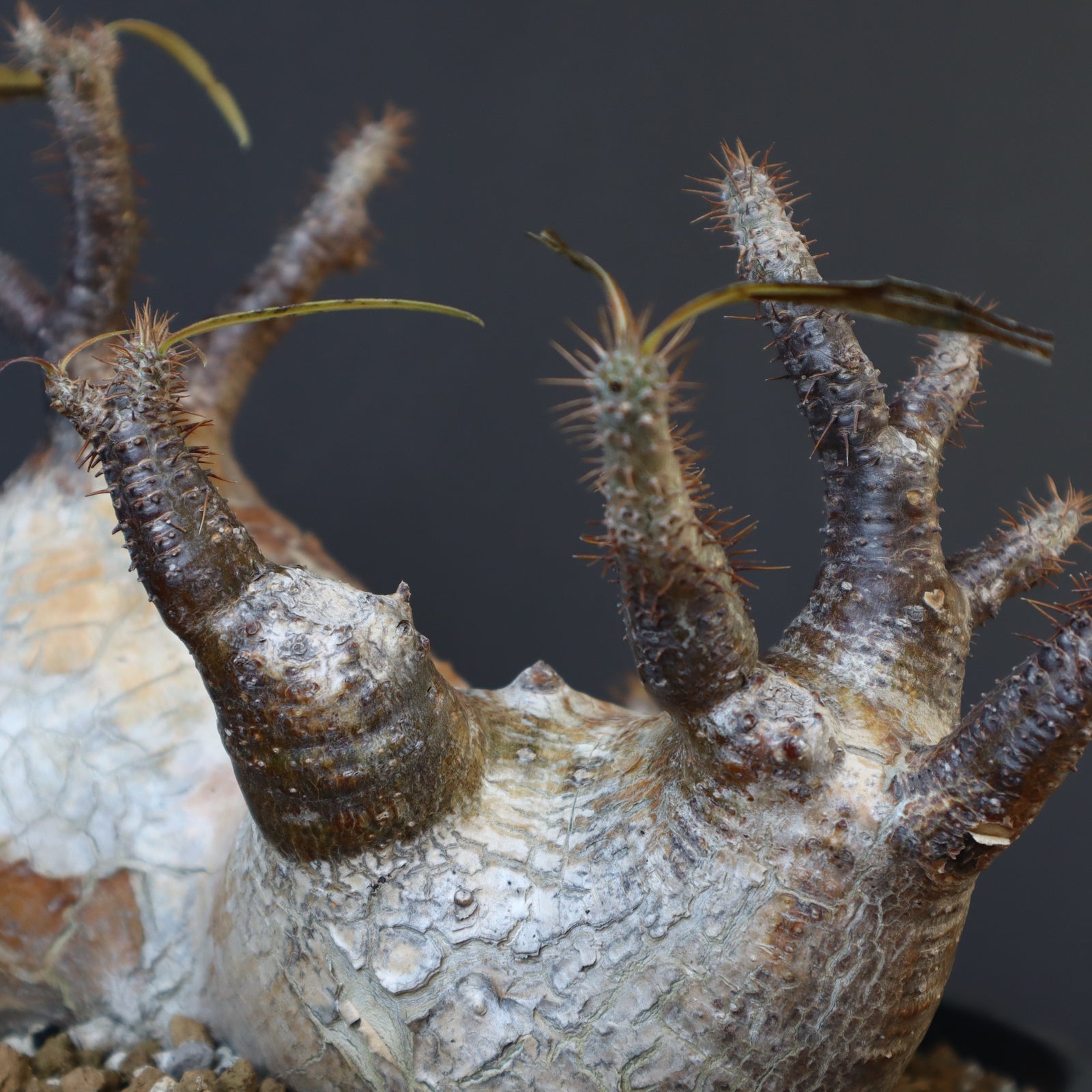 P.グラキリス 1257 – TaiShoDo ONLINE SHOP