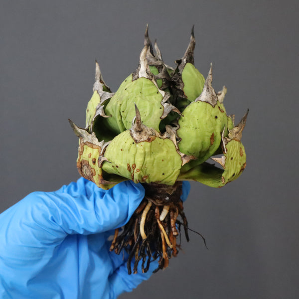 【DRAGON AGAVE】アガベ 極品 老熊姫厳龍 EC1157