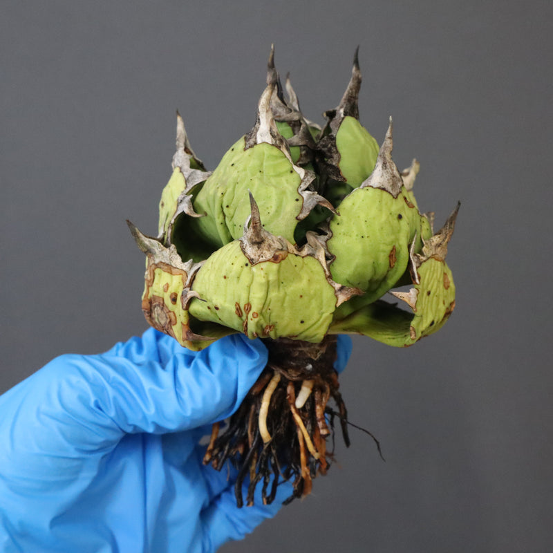 【DRAGON AGAVE】アガベ 極品 老熊姫厳龍 EC1157