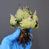 【DRAGON AGAVE】アガベ 極品 老熊姫厳龍 EC1157