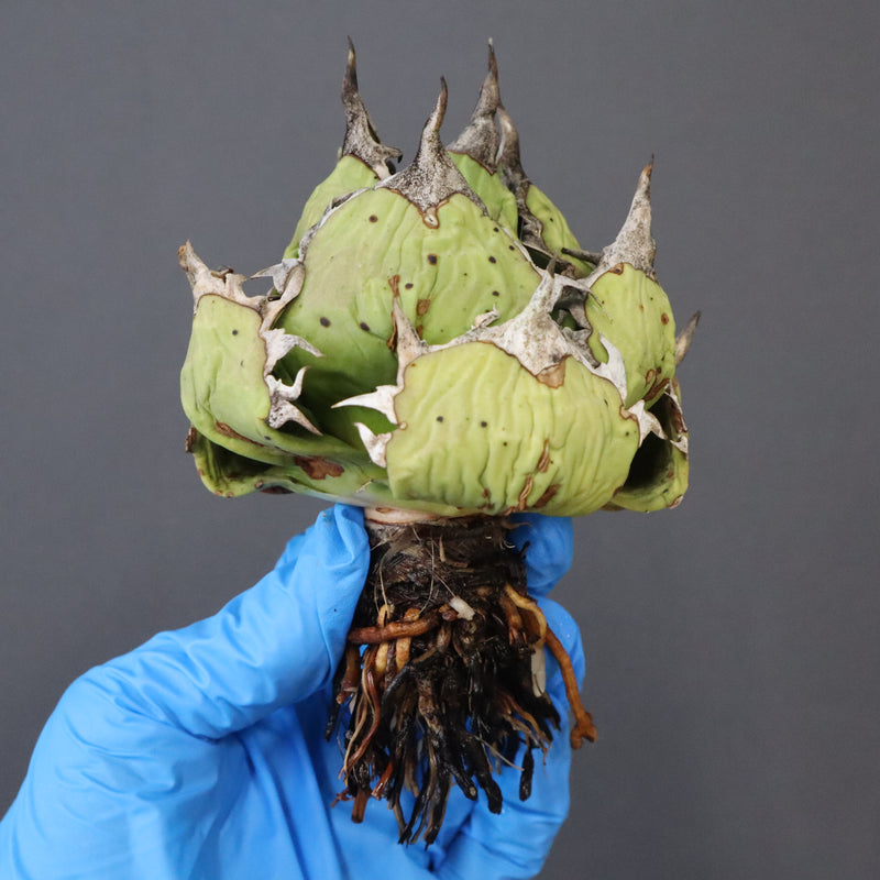 【DRAGON AGAVE】アガベ 極品 老熊姫厳龍 EC1157