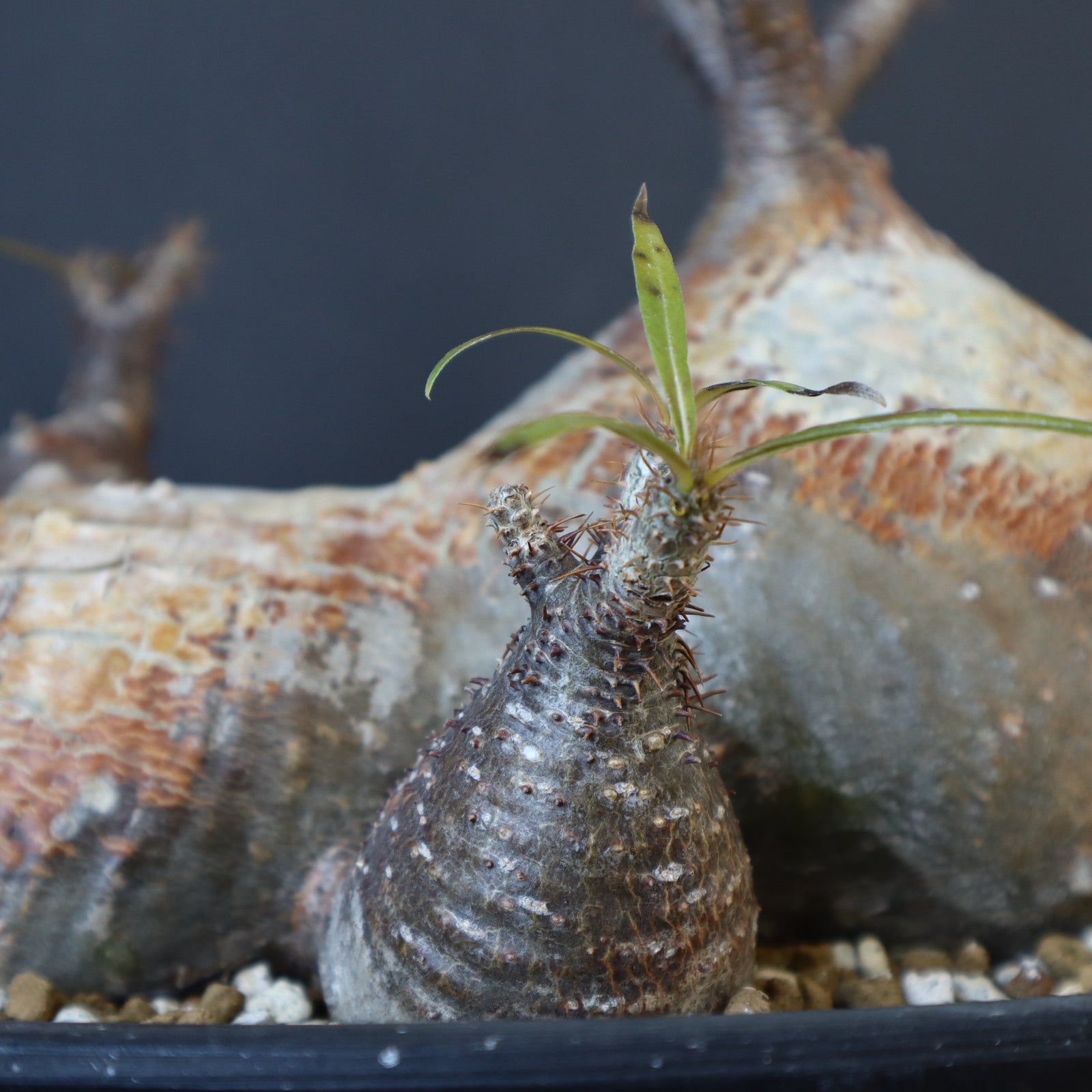 P.グラキリス 1257 – TaiShoDo ONLINE SHOP