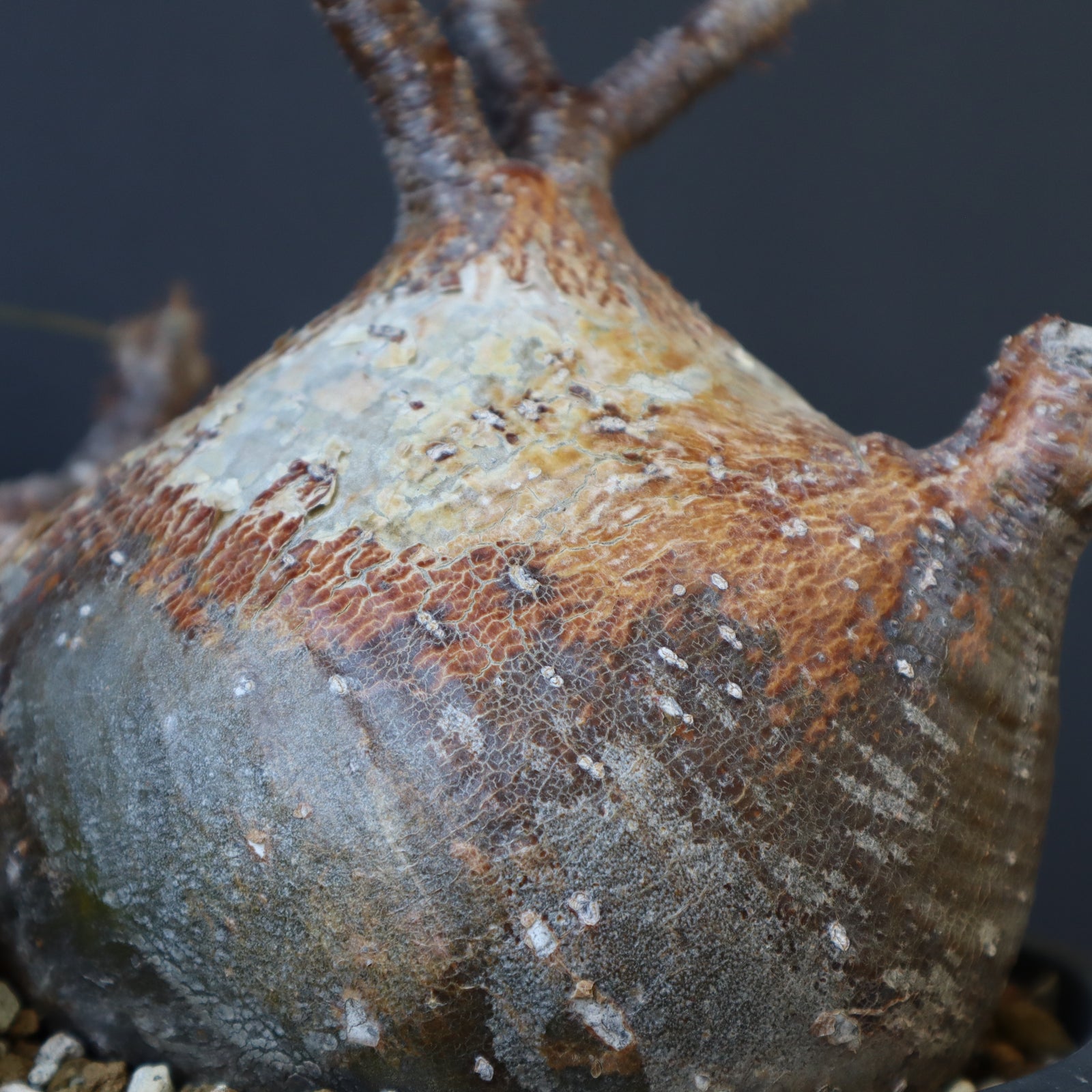 P.グラキリス 1257 – TaiShoDo ONLINE SHOP