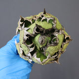 【DRAGON AGAVE】アガベ 極品 老熊姫厳龍 EC1157