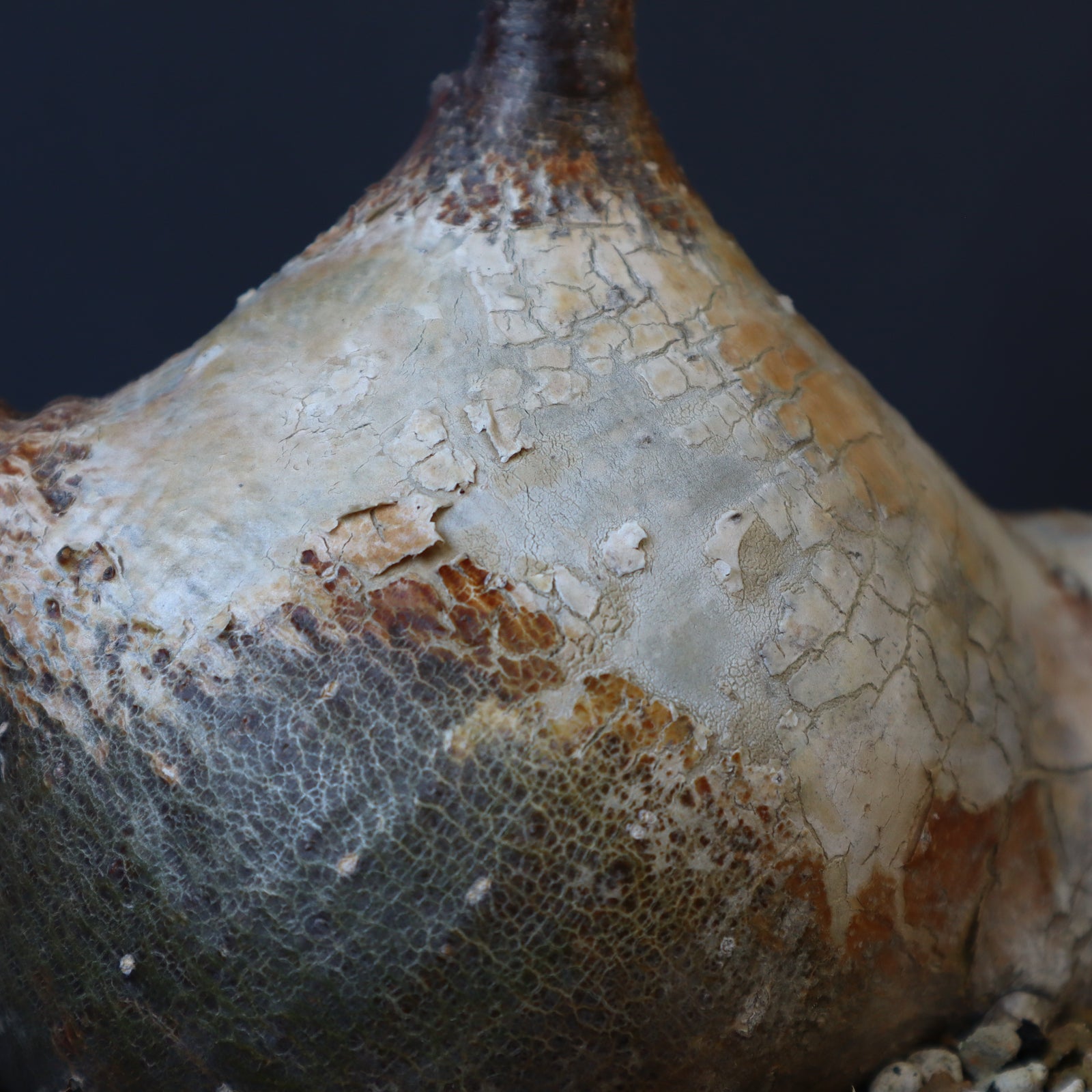 P.グラキリス 1257 – TaiShoDo ONLINE SHOP