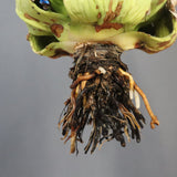 【DRAGON AGAVE】アガベ 極品 老熊姫厳龍 EC1157