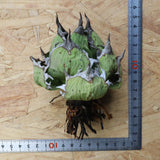 【DRAGON AGAVE】アガベ 極品 老熊姫厳龍 EC1157