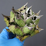 【DRAGON AGAVE】アガベ 極品 老熊姫厳龍 EC1158