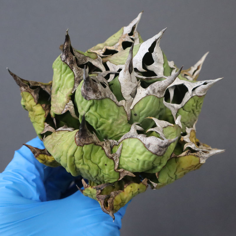 【DRAGON AGAVE】アガベ 極品 老熊姫厳龍 EC1158