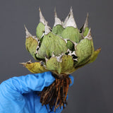 【DRAGON AGAVE】アガベ 極品 老熊姫厳龍 EC1158