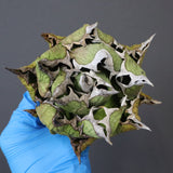 【DRAGON AGAVE】アガベ 極品 老熊姫厳龍 EC1158