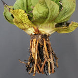 【DRAGON AGAVE】アガベ 極品 老熊姫厳龍 EC1158