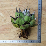 【DRAGON AGAVE】アガベ 極品 老熊姫厳龍 EC1158