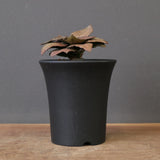 E.フランコイシー（実生）　EC2029