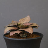 E.フランコイシー（実生）　EC2029