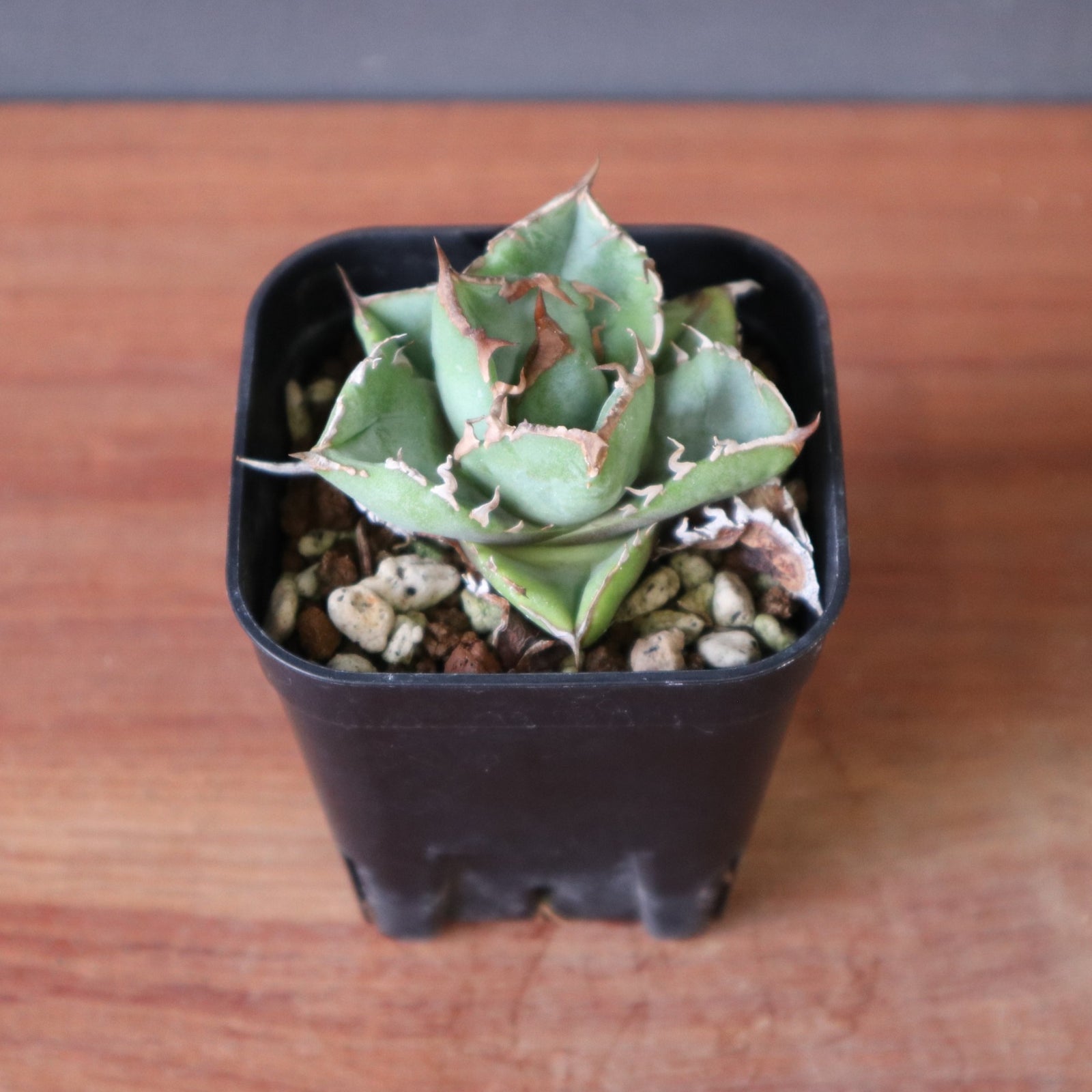 DRAGON AGAVE】アガベ CJ9 EC1254 – TaiShoDo ONLINE SHOP