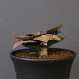 E.フランコイシー（実生）　EC2029