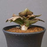 E.フランコイシー（実生）　EC2029