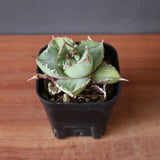 【DRAGON AGAVE】アガベ  CJ9   EC1256