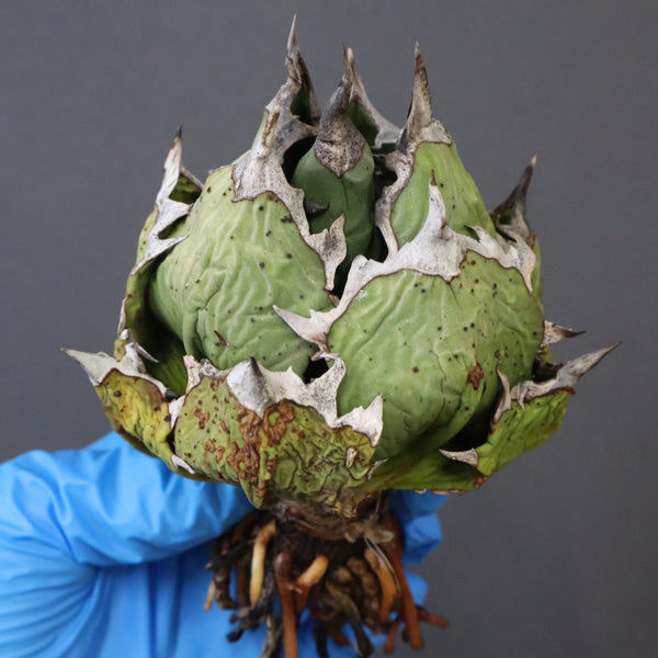 【DRAGON AGAVE】アガベ 極品 老熊姫厳龍 EC1159