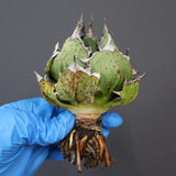 【DRAGON AGAVE】アガベ 極品 老熊姫厳龍 EC1159