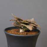 E.フランコイシー（実生）　EC2029