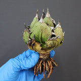 【DRAGON AGAVE】アガベ 極品 老熊姫厳龍 EC1159