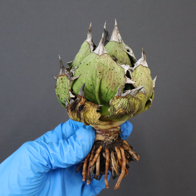 【DRAGON AGAVE】アガベ 極品 老熊姫厳龍 EC1159