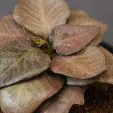 E.フランコイシー（実生）　EC2029