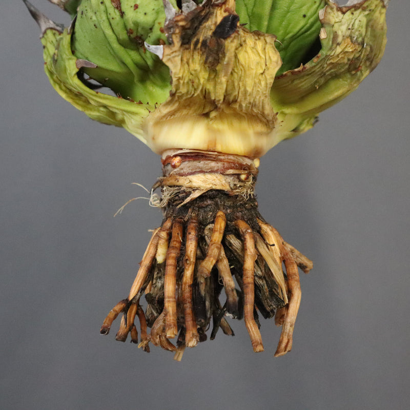 【DRAGON AGAVE】アガベ 極品 老熊姫厳龍 EC1159