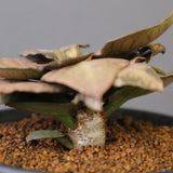 E.フランコイシー（実生）　EC2029