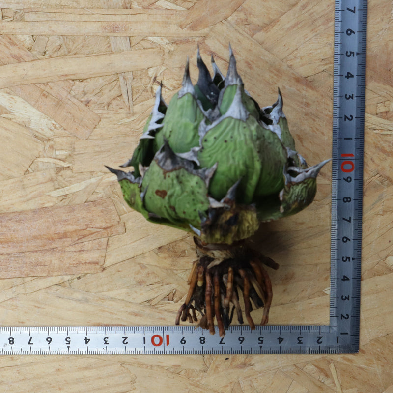 【DRAGON AGAVE】アガベ 極品 老熊姫厳龍 EC1159