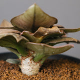 E.フランコイシー（実生）　EC2029