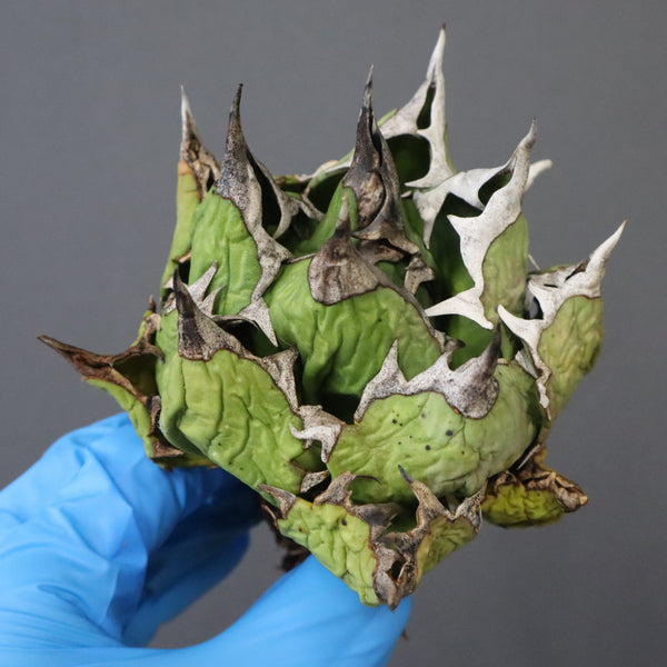 【DRAGON AGAVE】アガベ 極品 老熊姫厳龍 EC1160