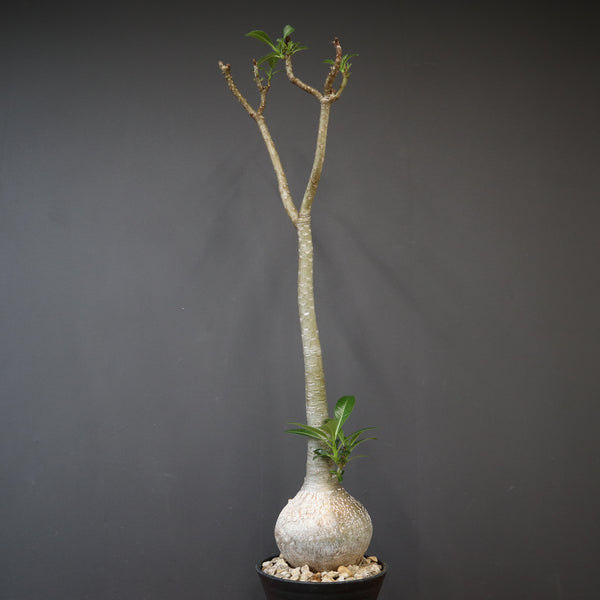 塊根植物 – 16ページ目 – TaiShoDo ONLINE SHOP