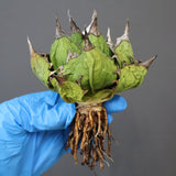 【DRAGON AGAVE】アガベ 極品 老熊姫厳龍 EC1160