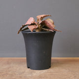 E.フランコイシー（実生）　EC2028