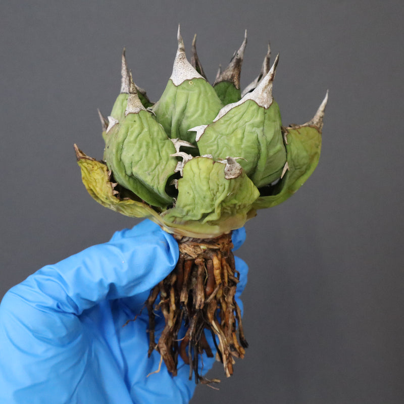 【DRAGON AGAVE】アガベ 極品 老熊姫厳龍 EC1160